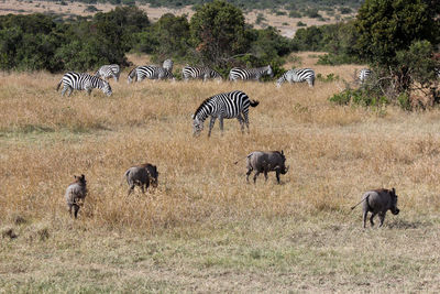 High angle view of zebras and warthogs on field