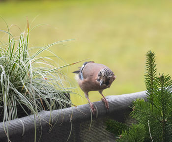 Eurasian jay foraging for winter supply