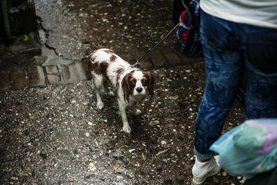Low section of woman with cavalier king charles spaniel standing on wet footpath during monsoon