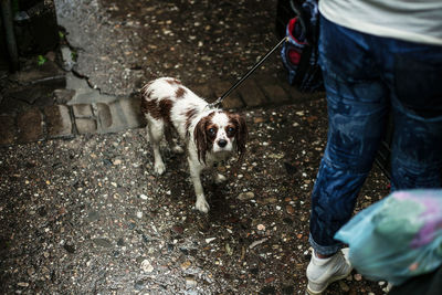 Low section of man with dog walking on street