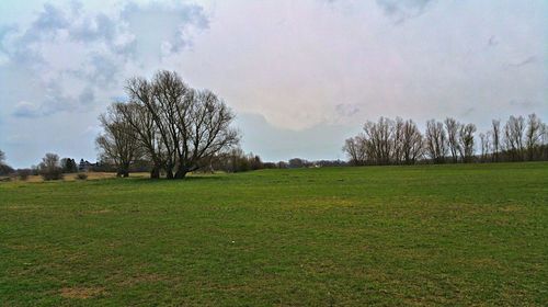 Trees on grassy field