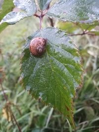 Close-up of snow on leaf during winter