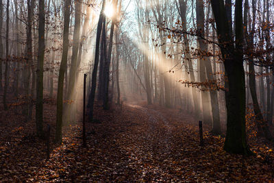 Trees in forest during autumn