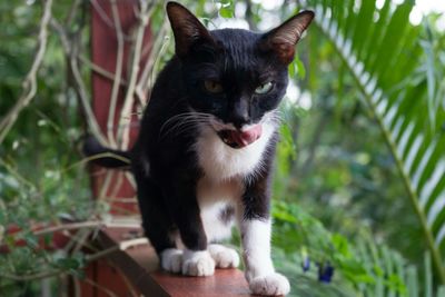 Portrait of cat