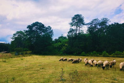 Horses in a field