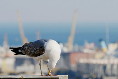 Close-up of seagull perching on a sea