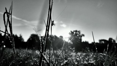 Close-up of grass in field