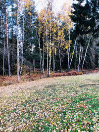 Trees growing on field in forest during autumn