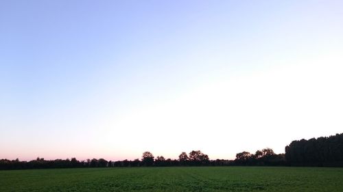 Scenic view of field against clear sky