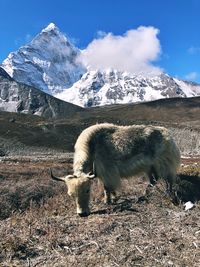 View of sheep on snow covered mountain