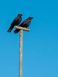 Low angle view of bird perching on wooden post against sky