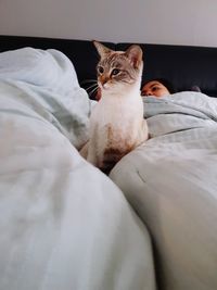 Close-up of cat on bed at home