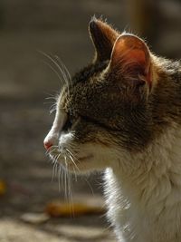 Close-up of cat looking away