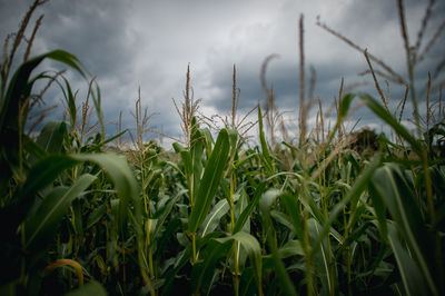 Corn growing on field against sky