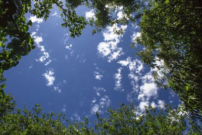 Low angle view of trees against sky