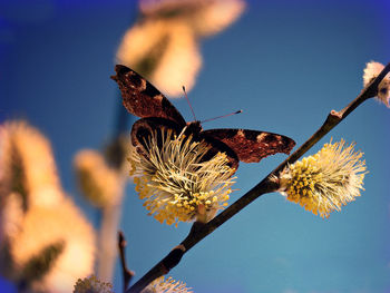 Close-up of butterfly on plant against sky