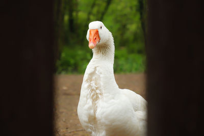 Close-up of a bird looking away