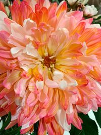 Close-up of pink dahlia flowers