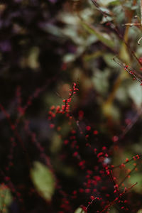 Close-up of red flowering plant