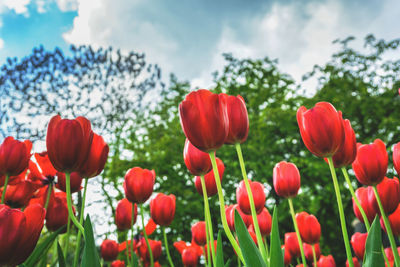 Low angle view of red tulips growing on field