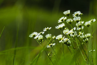 Close-up of white flowering plant on field