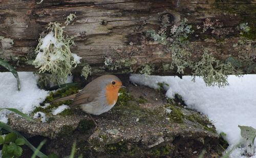 Bird perching on a snow