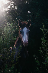 Portrait of a horse