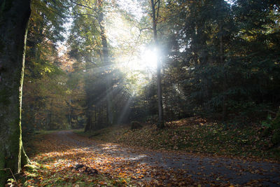 Sunlight streaming through trees in forest