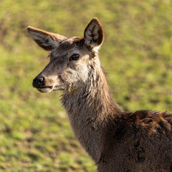 Close-up portrait of a horse