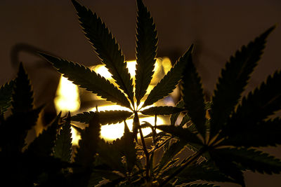 Close-up of silhouette leaves against sky during sunset