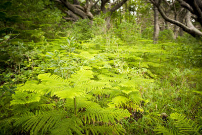 Scenic view of green forest