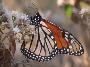 Close-up of butterfly perching on flower