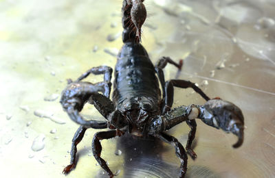 High angle view of insect