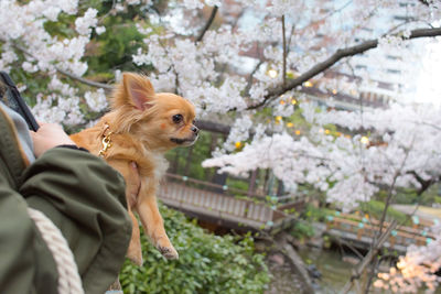 Dog with flowers on tree