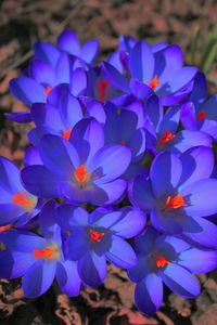 Close-up of purple flower