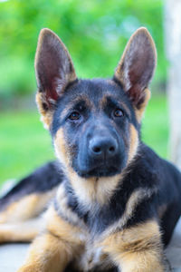 Close-up portrait of a dog