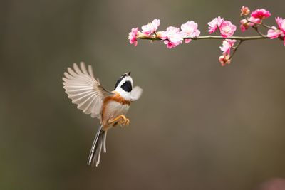 Close-up of bird flying