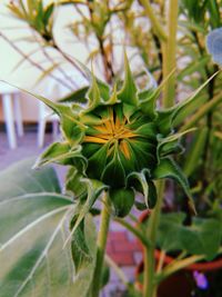 Close-up of yellow flowering plant