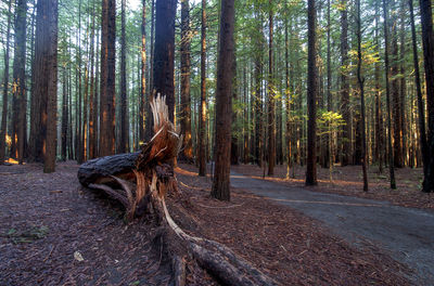 Pine trees in the forest