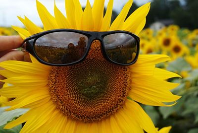 Close-up of yellow sunflower blooming outdoors