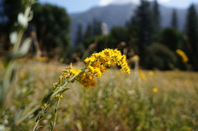 Close-up of flowers blooming in field