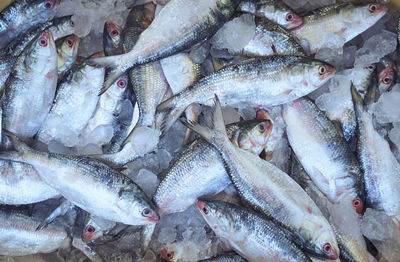 Hilsa fish for sale, inside a local fish market at kolkata, west bengal.