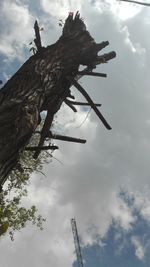 Low angle view of tree against sky