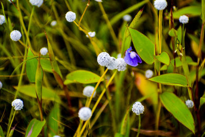 Close-up of purple flowering plant.