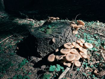 High angle view of mushrooms growing on field in forest