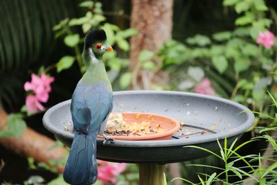 Bird perching on flower