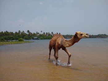 Camel standing on beach against sky