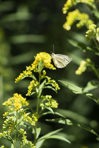 Close-up of butterfly pollinating on flower