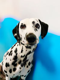 Portrait of a dog