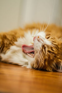 Close-up of cat yawning while lying on floor at home